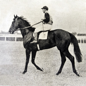 Derby 1939 r. Colt